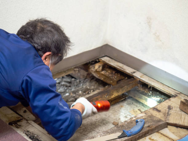 Professional Mold Remediation in Gardner, KS