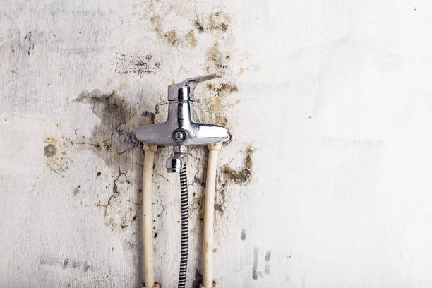 Best Commercial Mold Remediation in Gardner, KS