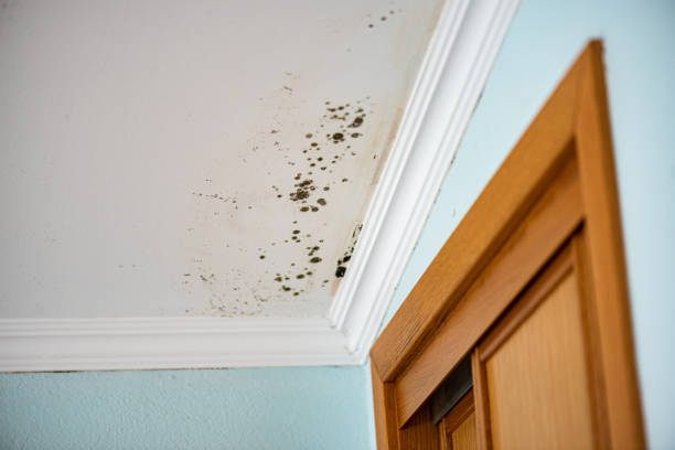 Best White Mold Remediation in Gardner, KS