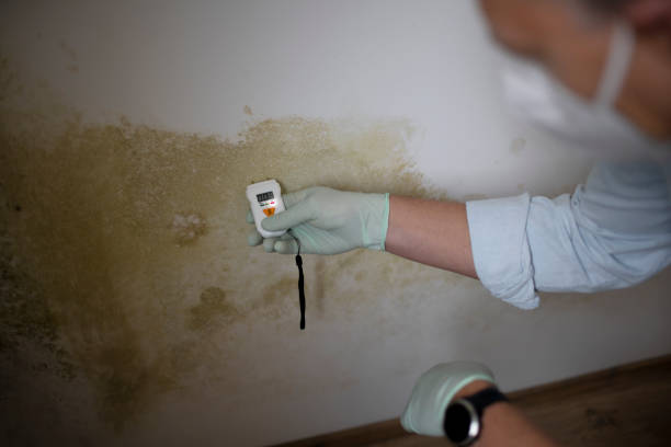 Best Bathroom Mold Remediation in Gardner, KS